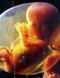 fetus.jpg